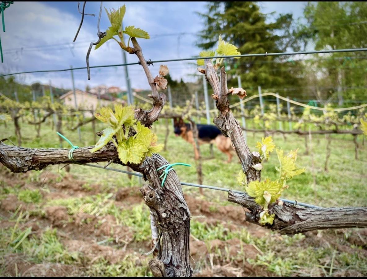 PalianoDonna Vittori - Borgo Agricolo公寓式酒店 外观 照片