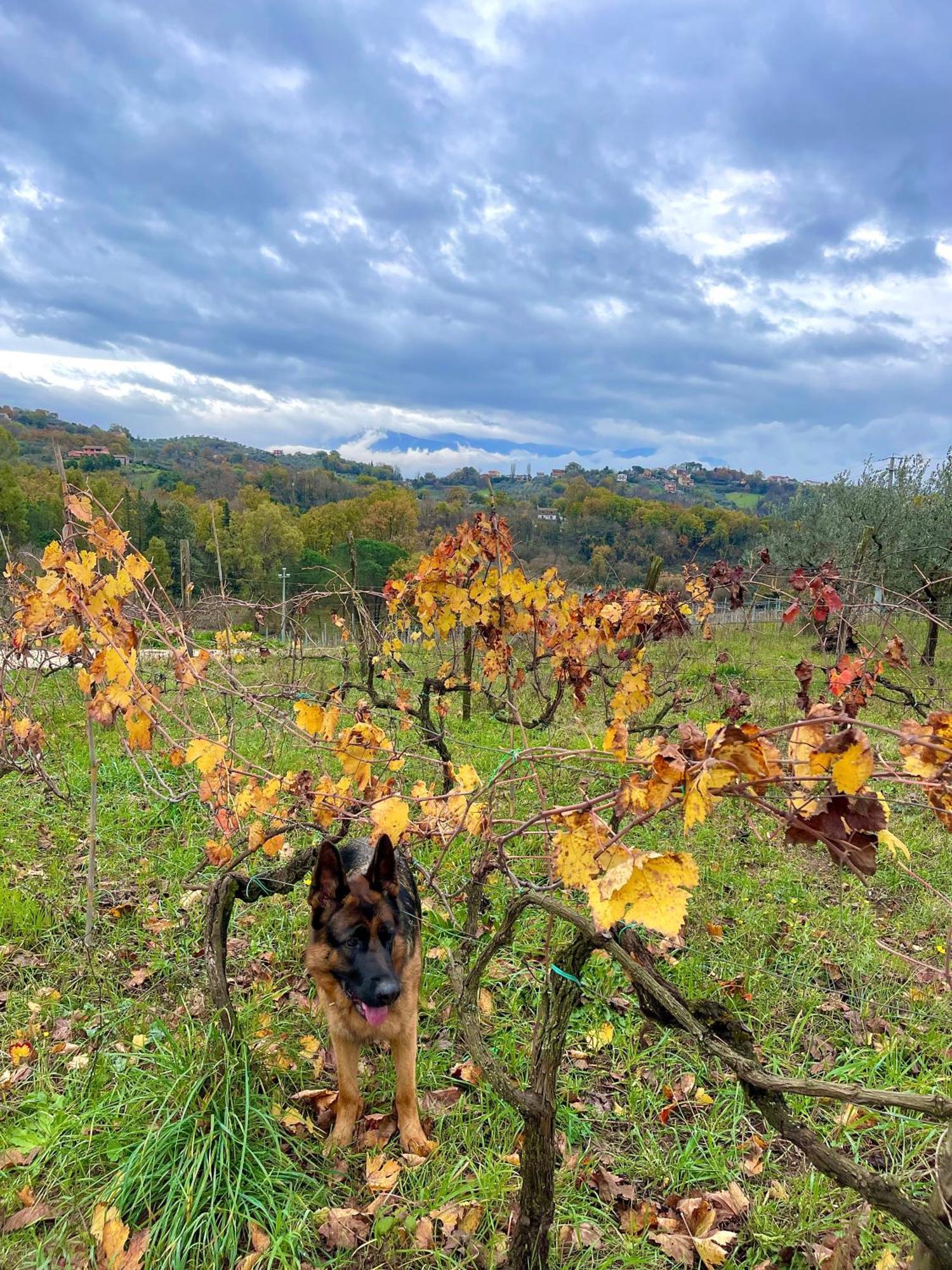 PalianoDonna Vittori - Borgo Agricolo公寓式酒店 外观 照片